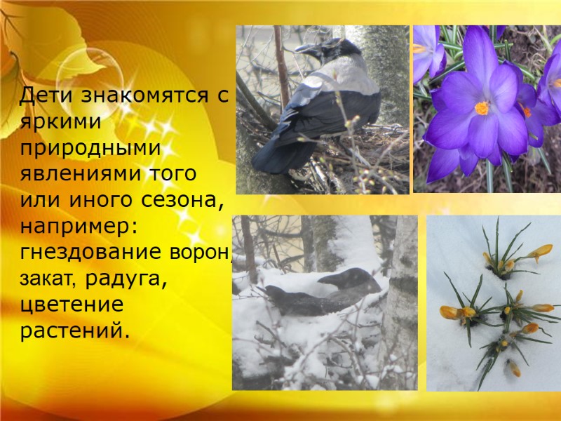 Дети знакомятся с яркими природными явлениями того или иного сезона, например: гнездование ворон, закат, Дети знакомятся с яркими природными явлениями того или иного сезона, например: гнездование ворон, закат,